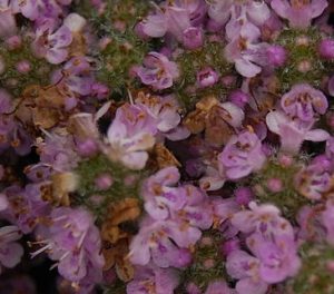 blooming elfin thyme