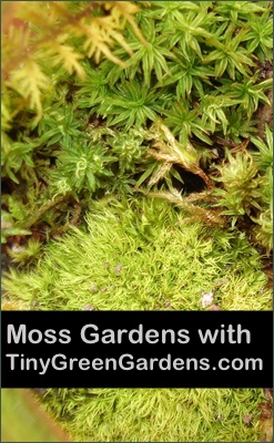 my-little-moss-garden