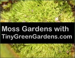 Appalachian Emporium's Live Moss Variety Assortment Cladonia Lichens Kit  Mix for Terrariums Vivariums Bonsai Gardens