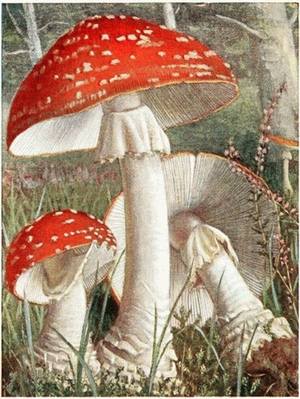 amanita-muscaria