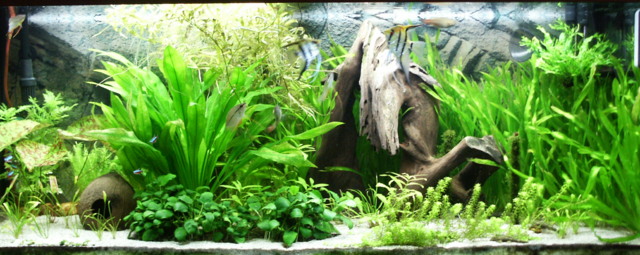 Aquarium, eine Art von Vivarium