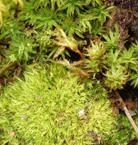 live moss