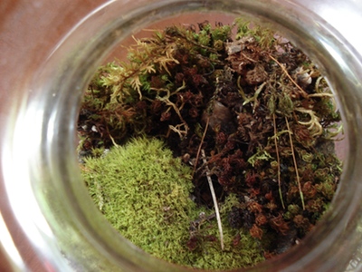 my-moss-garden-2