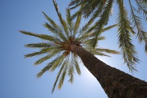 palm-tree