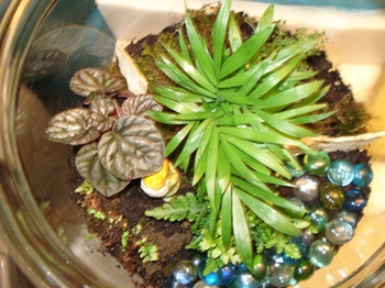 planted-terrarium