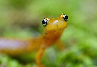 Salamandry se často chovají v biotopech zvaných herpária