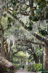 spanish-moss