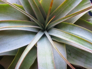 tillandsia-closeup