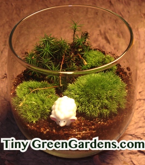 moss garden in a glass