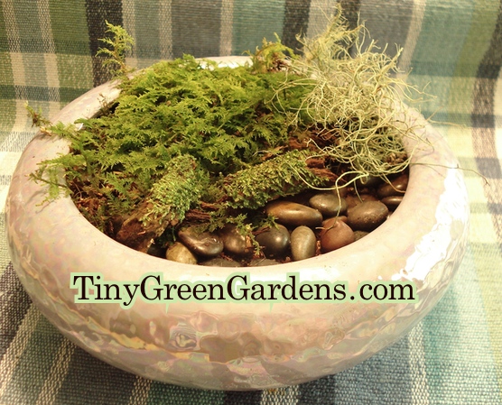 moss-garden-1