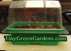 mini-greenhouse