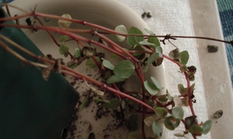 sick-pilea