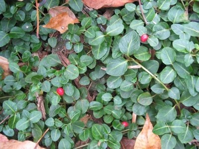 Partridge Berry Vine