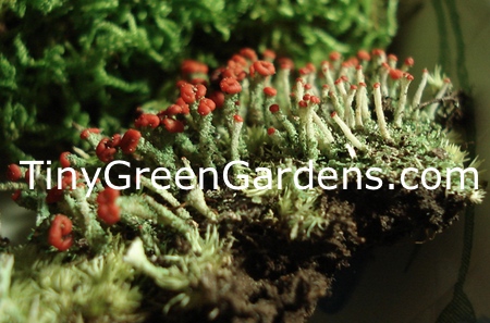 Making a Terrarium - Supply List from Tiny Green Gardens Tiny Green Gardens