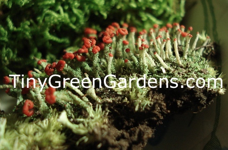 Live British Soldier Lichen For Terrarium, Fairy Garden - Cladonia - 2oz Cup