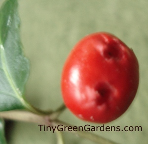 partridgeberry-berry