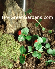 partridgeberry-terrarium