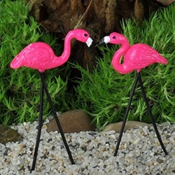 flamingos