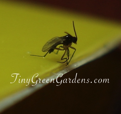 Get Rid of Fungus Gnats - Tiny Green Gardens Tiny Green Gardens