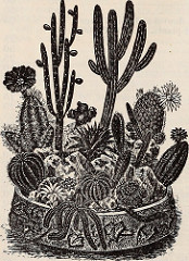 succulent-dish-garden