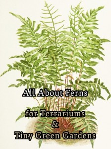 all-about-ferns