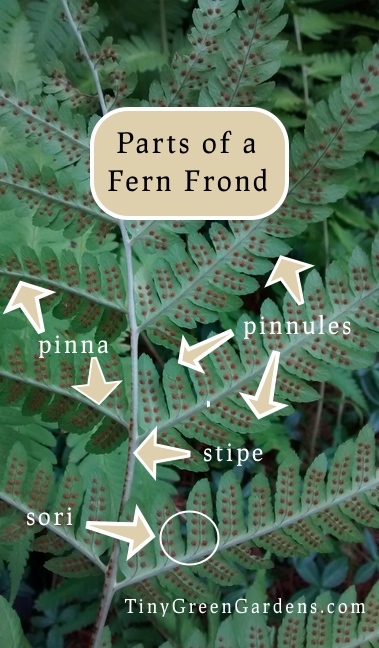 fern-parts