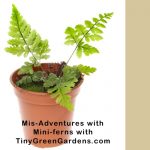 miniature ferns