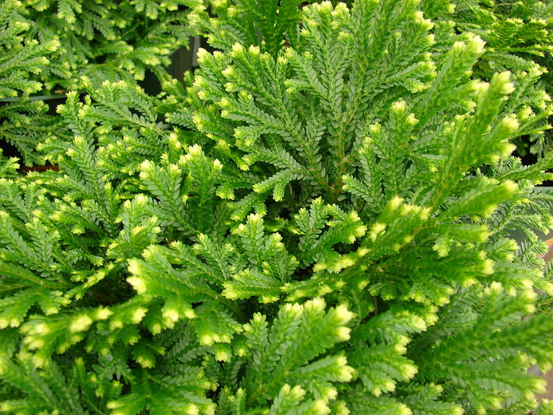 frosted fern photo from Forest and Kim Starr