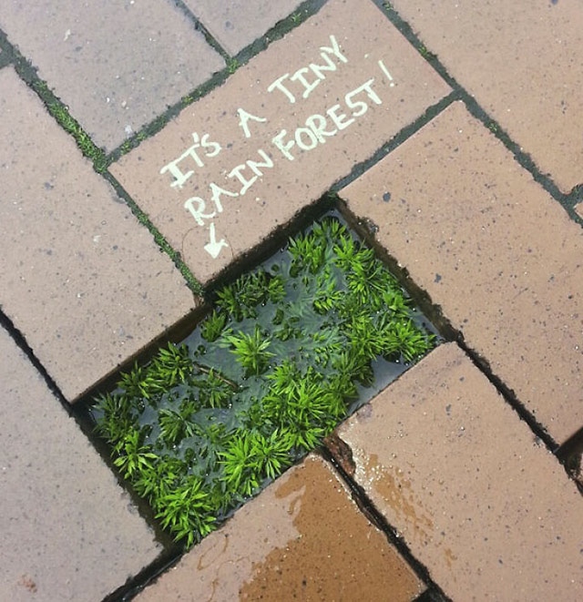 tiny rain forest street grafiti