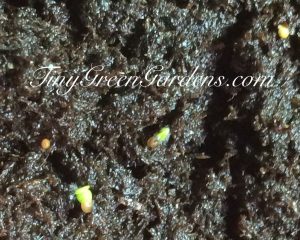 thyme seeds sprouting