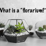 What is a florarium?
