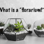 Glass florariums with different succulents on table against grey background, space for text