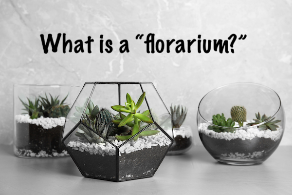 What is a florarium?